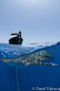 Whale shark swimming circles around our boat one magical ... by David Valencia 